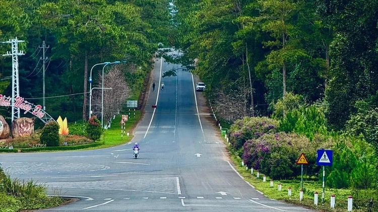 Rừng thông Măng Đen Kon Tum